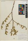 Foto von Salix padophylla Rydb.